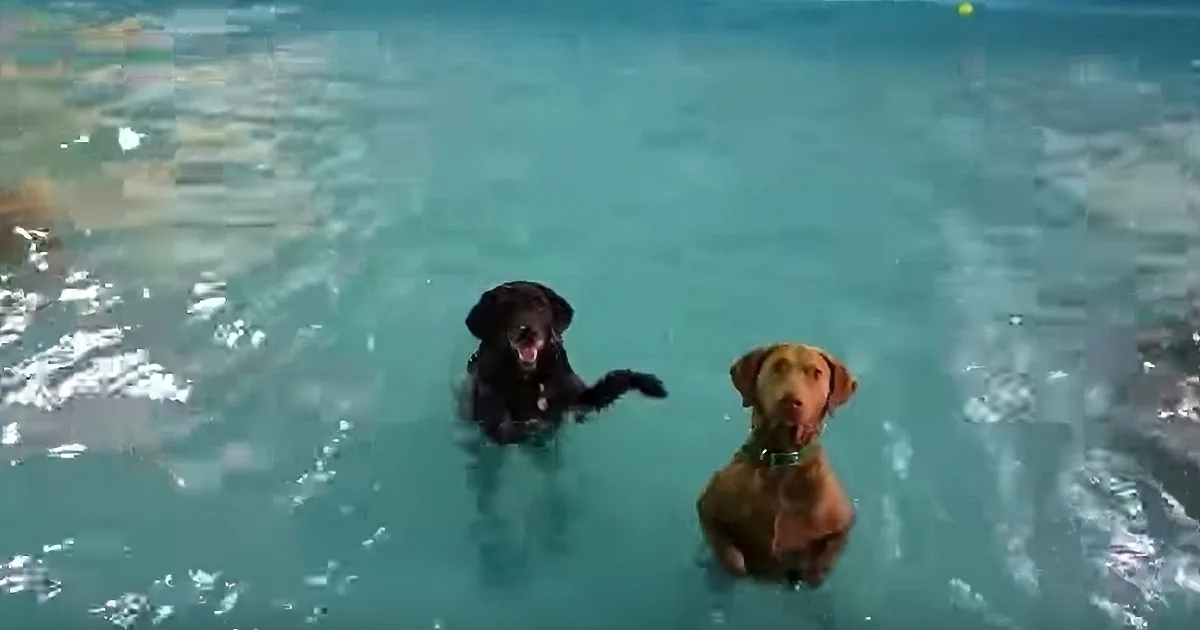 Two dogs, one black and one brown, are in a pool, with the black dog mid-dive and the brown dog standing still.