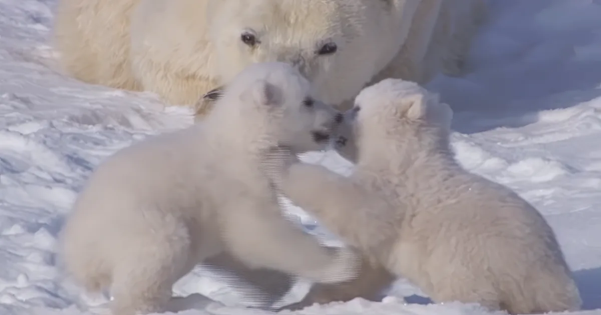 Polar Bear Cubs