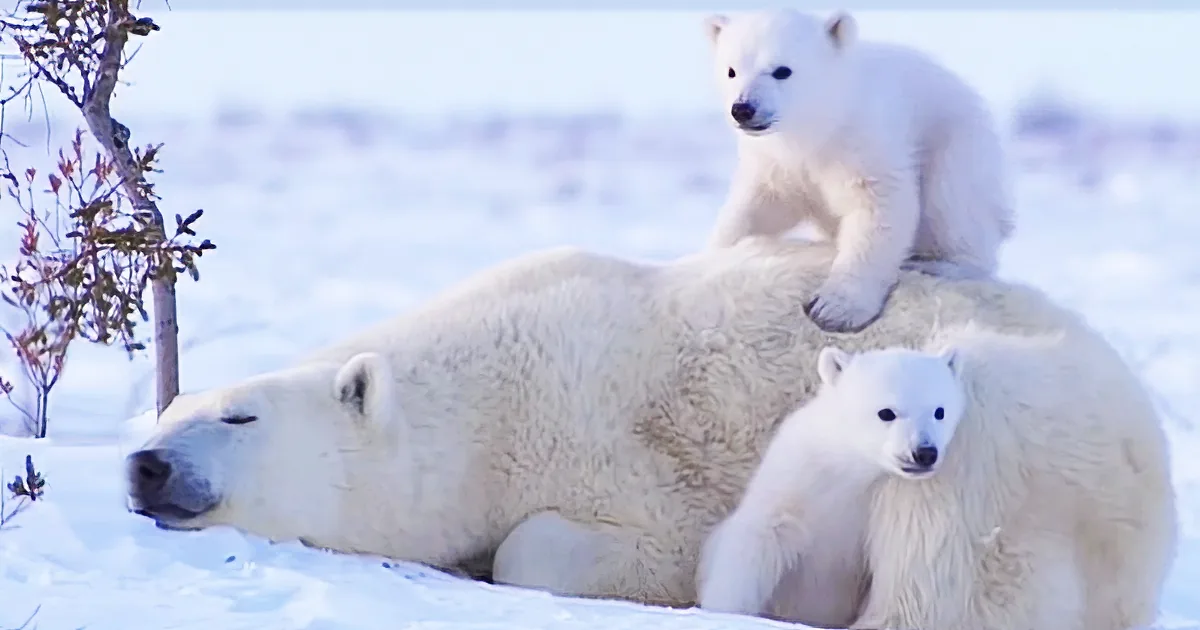 A polar bear mother rests in snow with two cubs, one on her back and the other beside her.