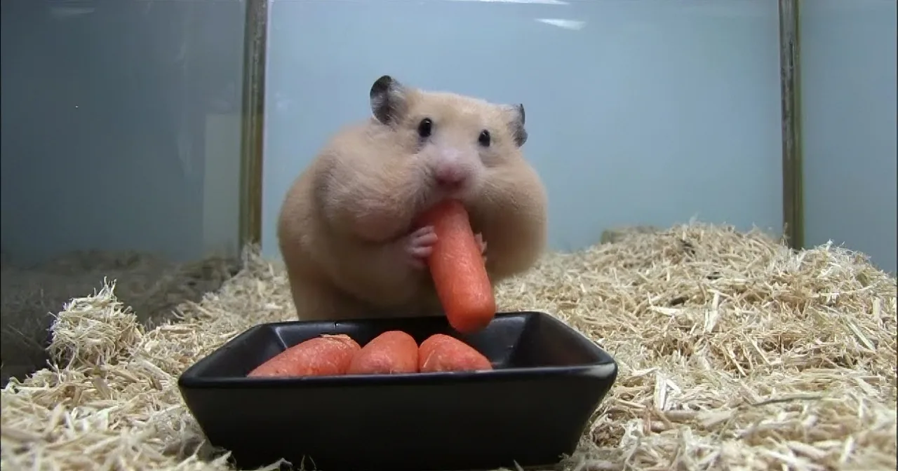 Watch This Baby Hamster Eat 5 Carrots in the Blink of an Eye!