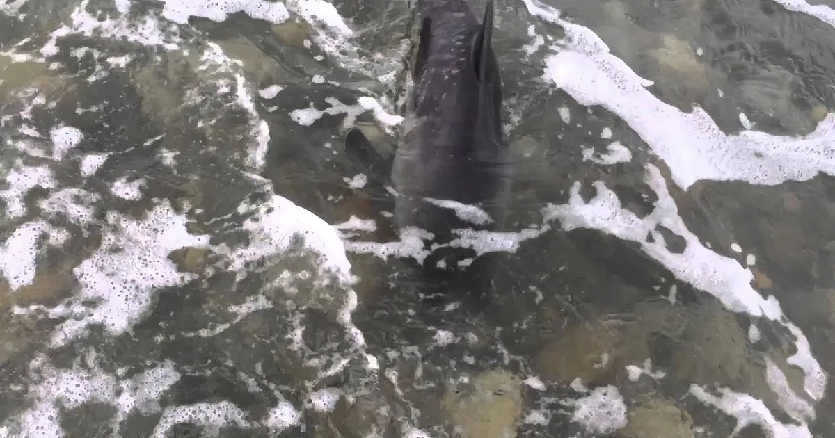 Adorable Pooch Helps Save a Beached Baby Dolphin - so Sweet!