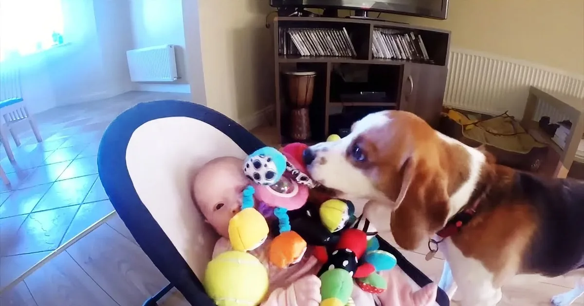 Guilty Puppy Showers Baby With Gifts After Stealing Her Toy!