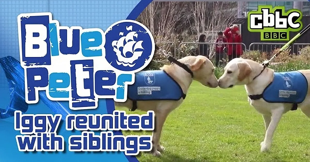 These Dogs Can Barely Contain Their Excitement After Years of Separation!