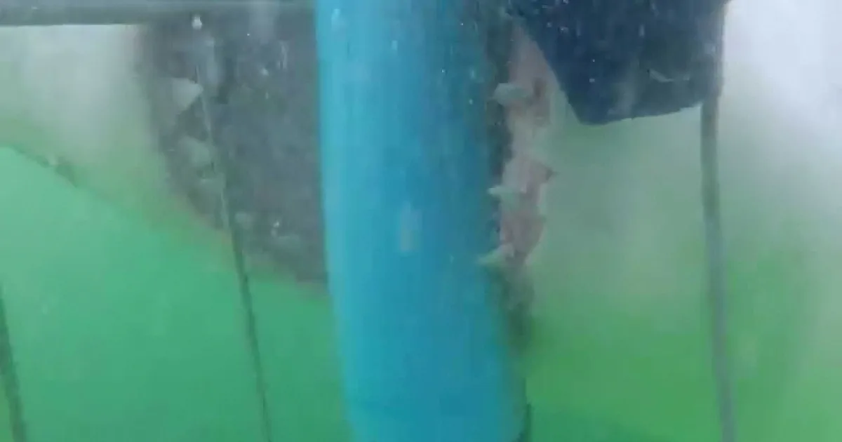 This Great White Shark Is Safely Behind Bars, but This Is Almost Too Scary!
