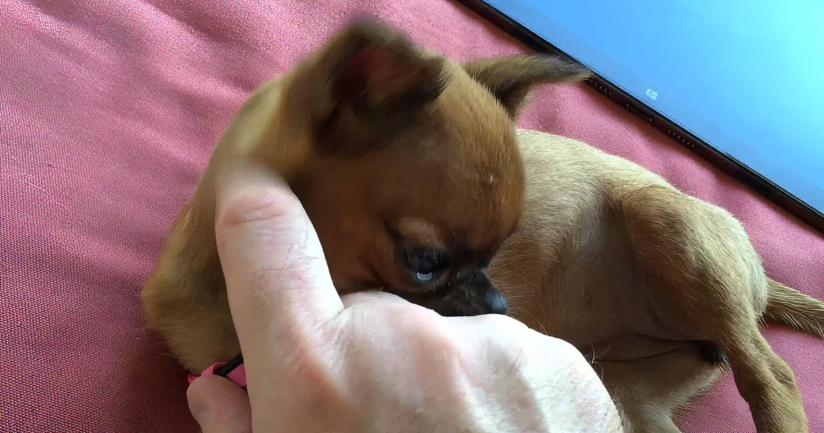 This Little Puppy Flops Over to Have Her Belly Tickled. What She Does Next? Hilarious!