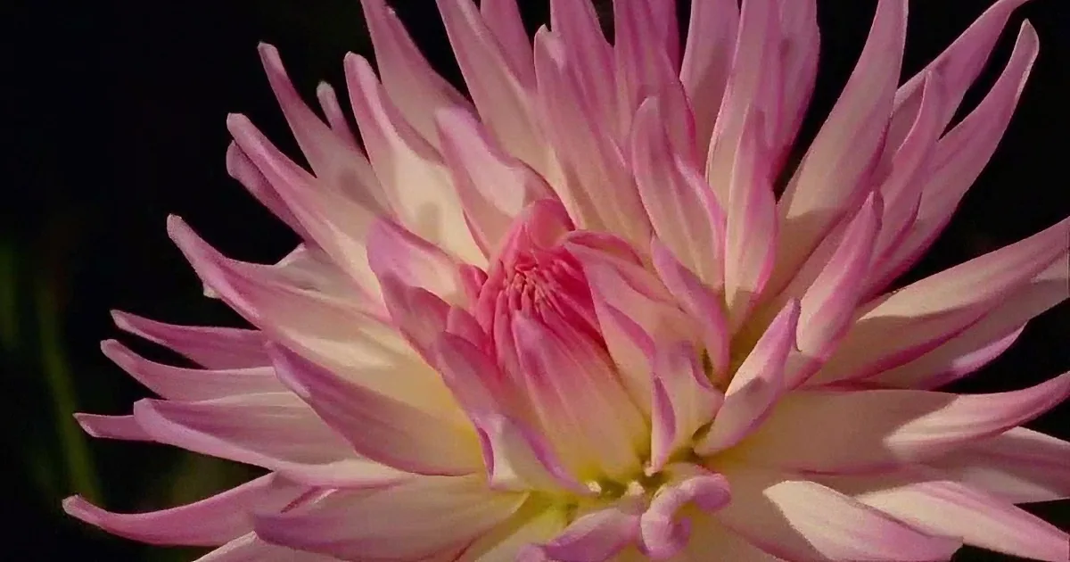 A close-up of a vibrant pink and white flower with delicate petals against a dark background.