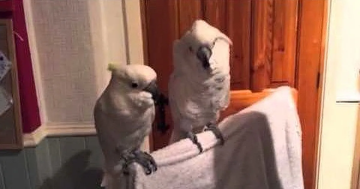 Owner Starts Singing This Elvis Tune to His Birds and What Happens Next Is Priceless!