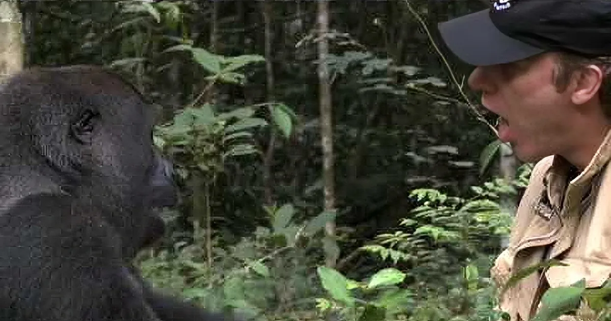 After Years Apart, This Gorilla Is Reunited With the Man Who Raised Him