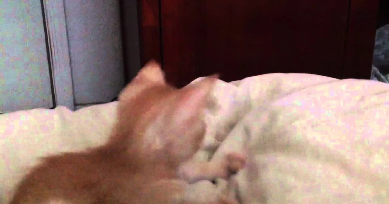"Look out! Kitten Toe Attack!! Watch What Happens at the Very End. LOL!