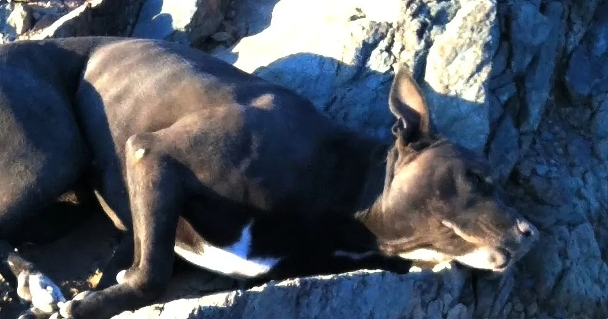 A donkey lies on rocky terrain, its head resting on the ground, with sunlight casting shadows.