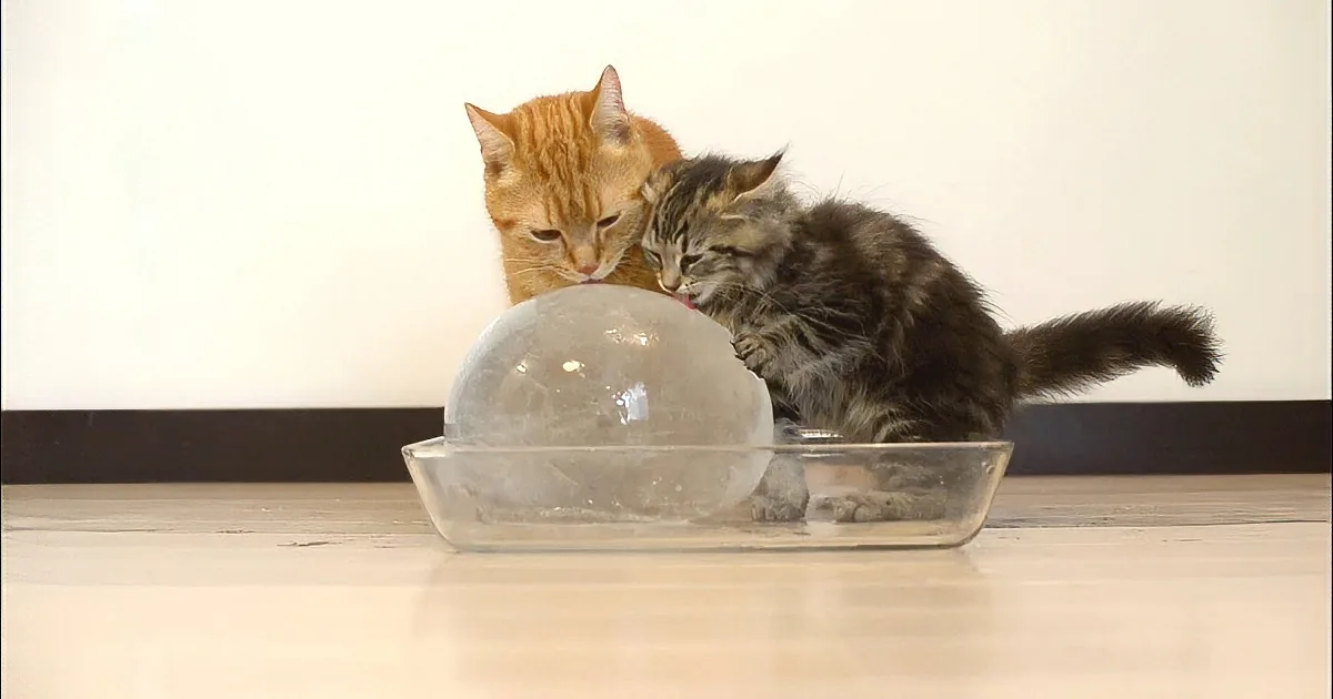 How Kittens React to a Frozen Water Balloon. at 0:48 Too Cute!