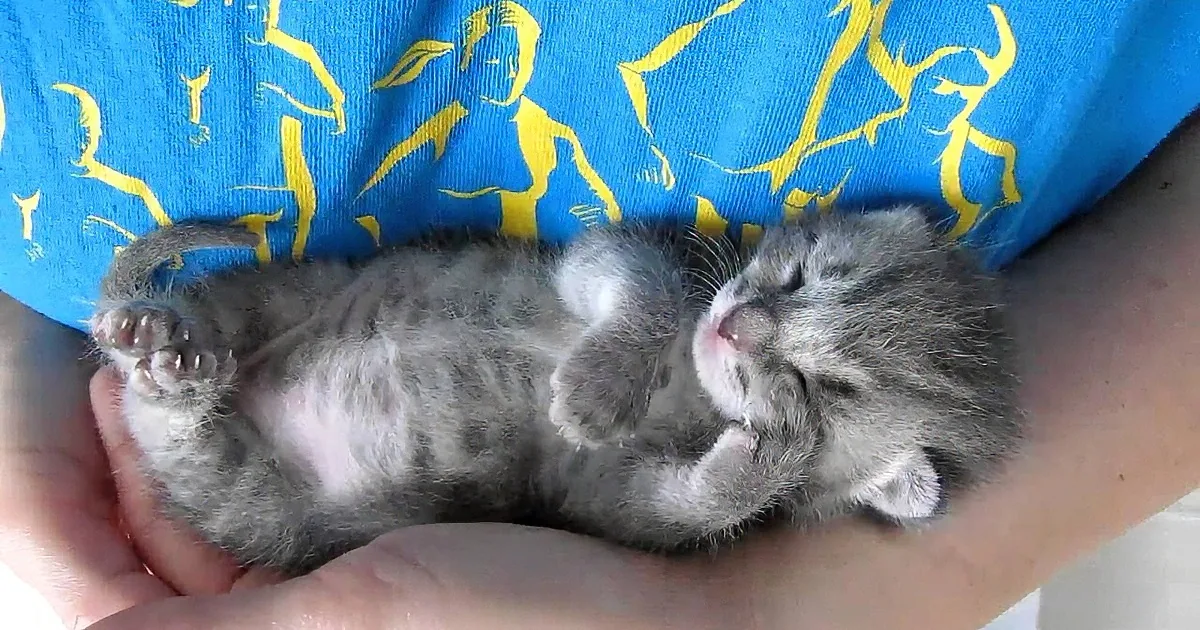3-Week-Old Kitten Is Sleeping in His Mom''s Arms. but Then This Happens. Too Cute!