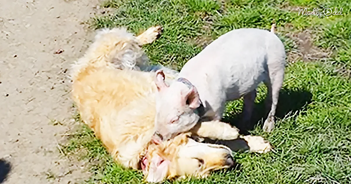 Blind Golden Retriever Adopts Rescued Pig as His Best Friend
