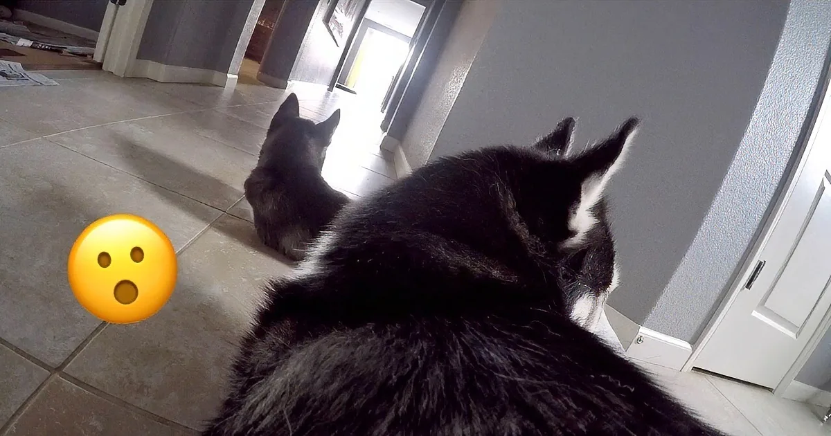 Let''s Hear It for Mom This Devoted Husky Won''t Let Her Puppies out of Her Sight