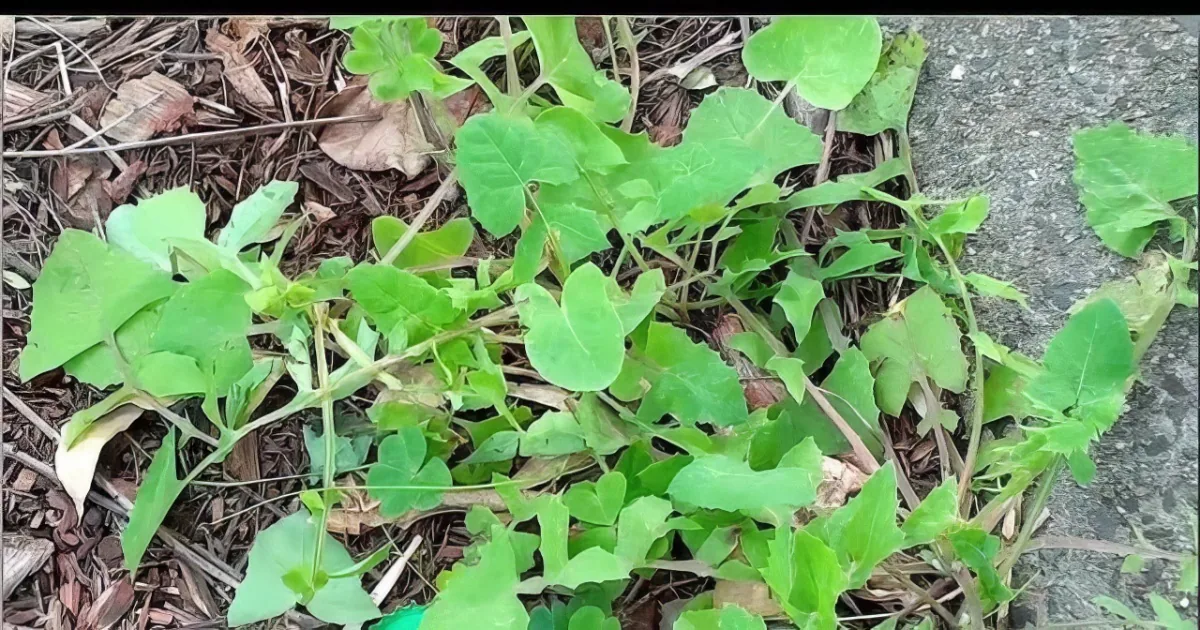 Goodbye Toxic Chemicals! Make This Natural Weed Killer for Just 99 Cents a Gallon!