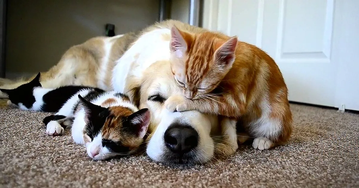 Doggie Adopts 3 Baby Kittens. but Keep Your Eye on the Orange One - What a Rascal!