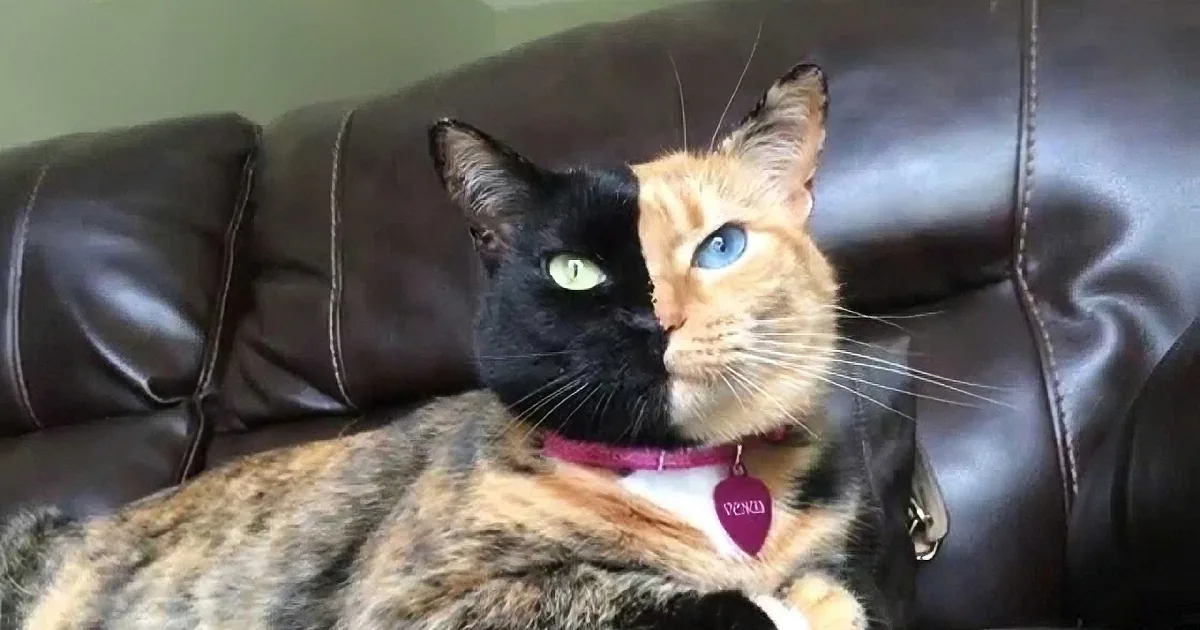 A calico cat with a black and orange face rests on a brown leather couch, looking up.