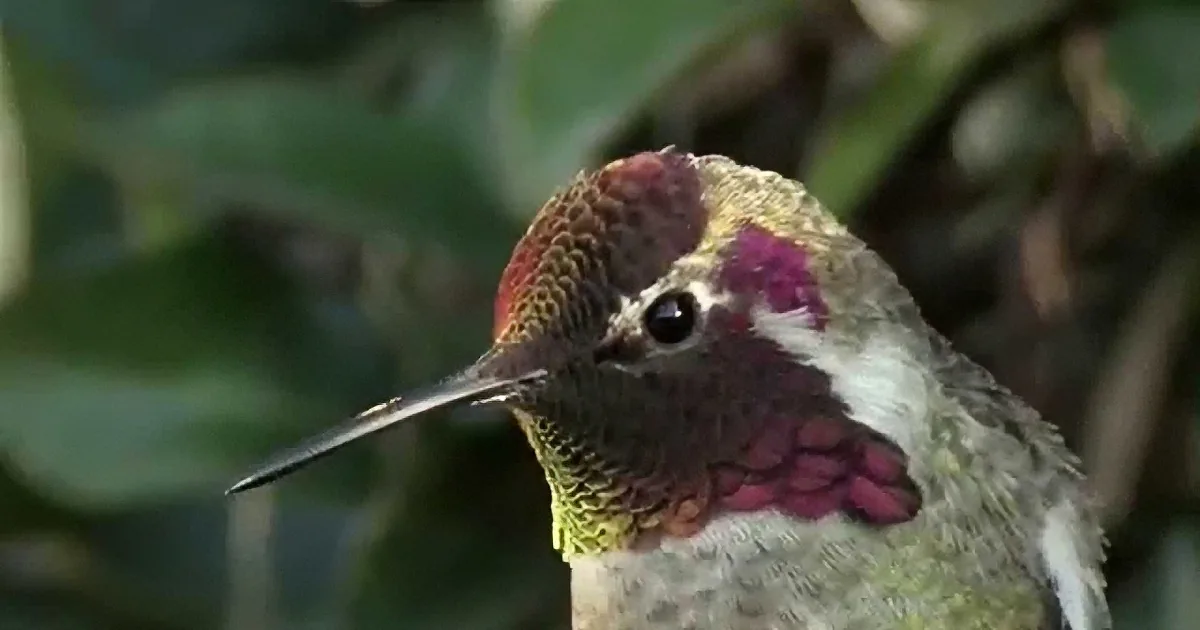 As They Zoomed in on This Hummingbird Something Amazing Happened. Hint: Watch Her Head!