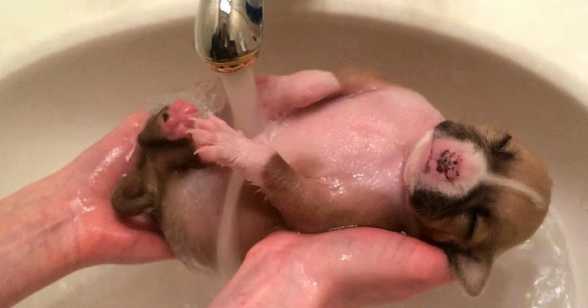 A tiny puppy is being bathed in a sink with water running from a faucet.