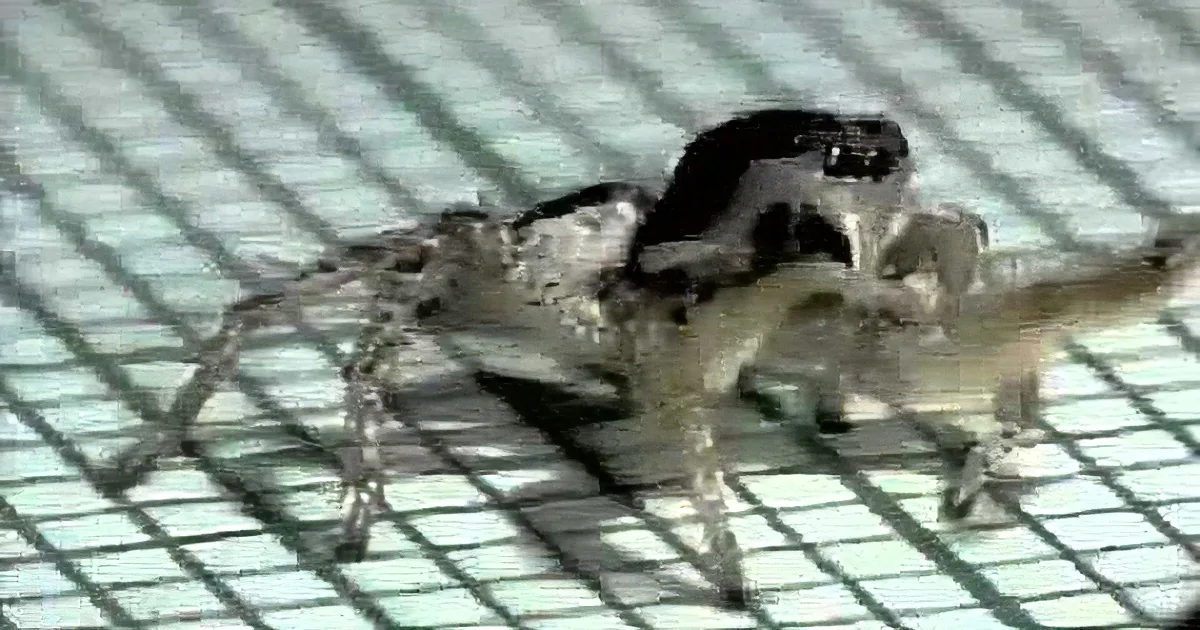 Move Over Dancing Birds! This Tiny Spider Dances to Rumba Music! See It to Believe It!