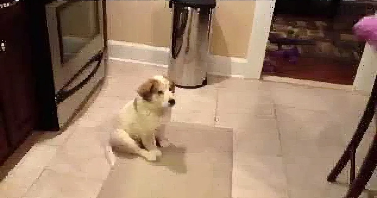 I Watched This Puppy Video About 8 Times and I Am Still Laughing. Simply Priceless!