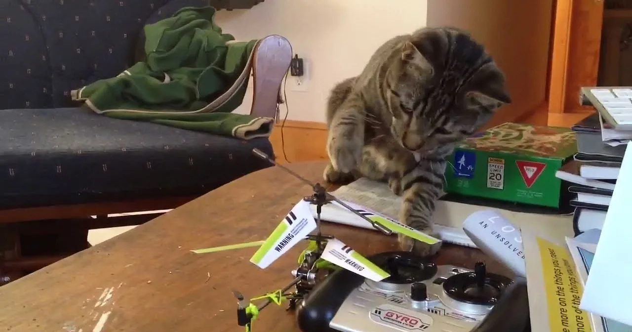 A cat sits on a table, surrounded by model airplane parts and books, appearing curious and relaxed.