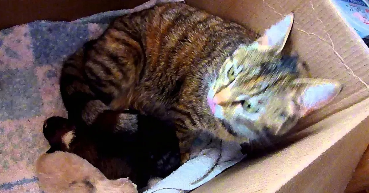 Mama Cat Hears a Puppy Crying, so She She Adopts Him as Her Own.