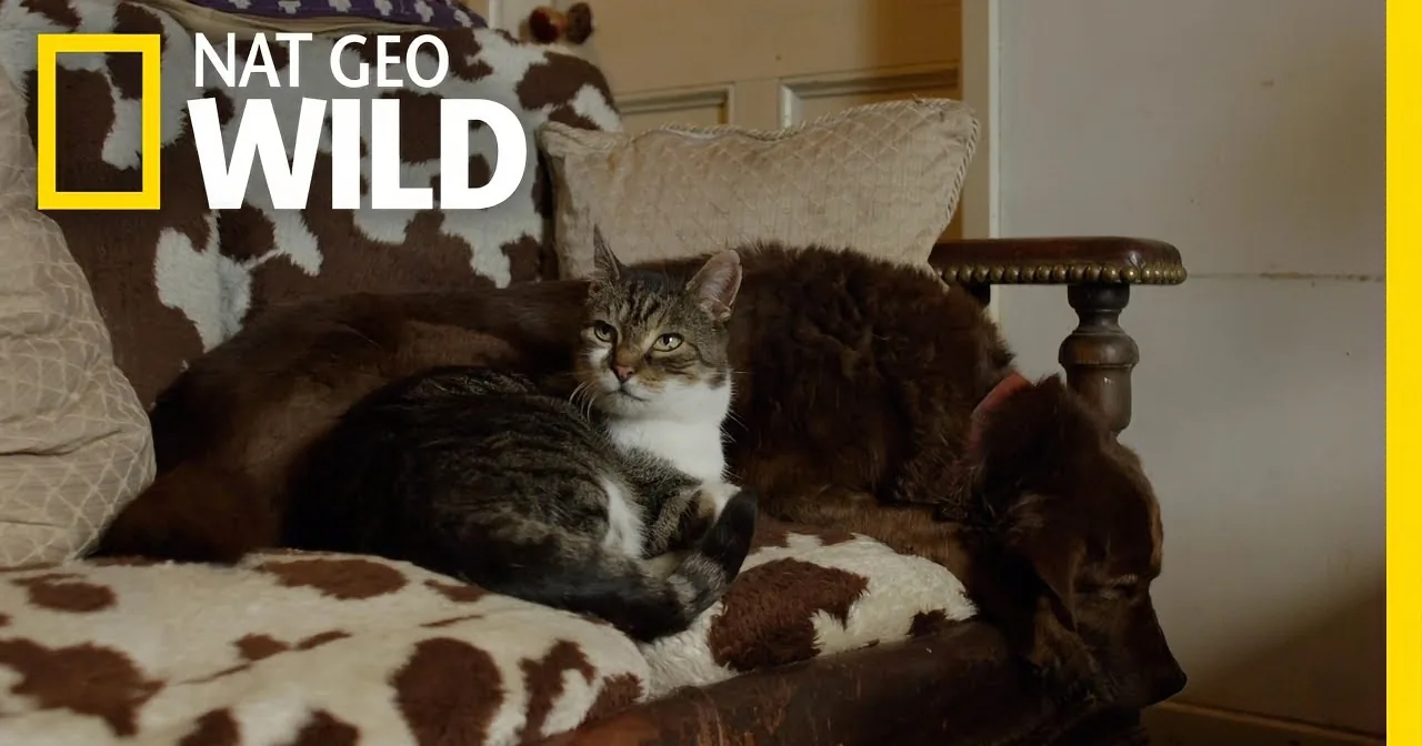 Seeing Eye Cat Adopts Blind Dog as Best Friend. Guides Him Everywhere.