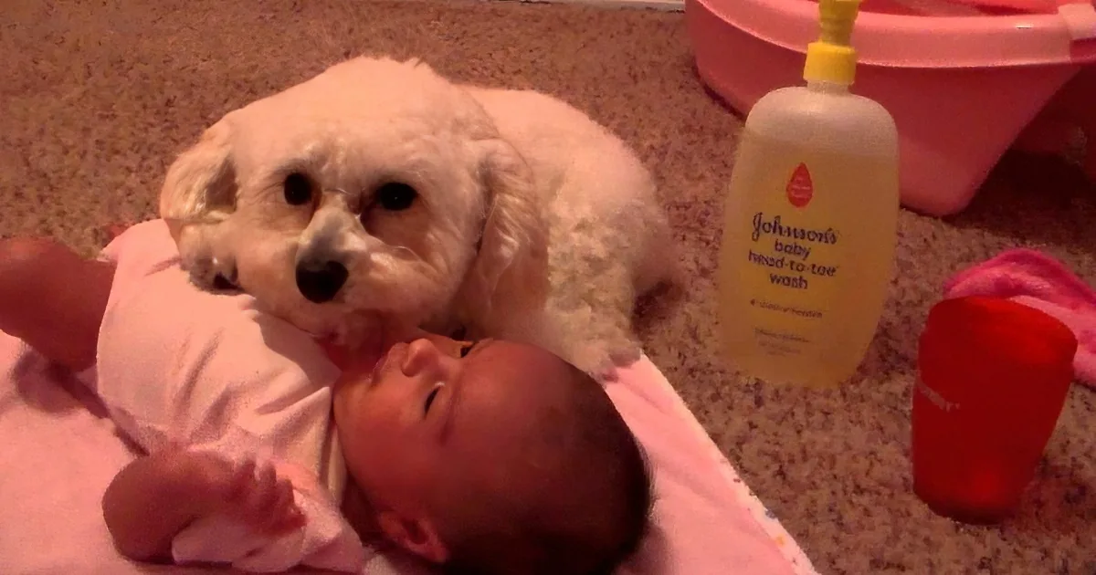 Protective Pup Thinks His Human Sister''s Life Is in Danger, Swings Into Action...