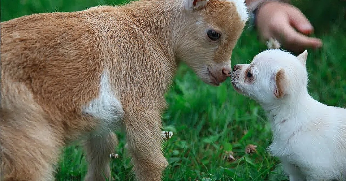 This Chihuahua Puppy Thinks She''s a Baby Goat! Watch Her Hop and Skip!