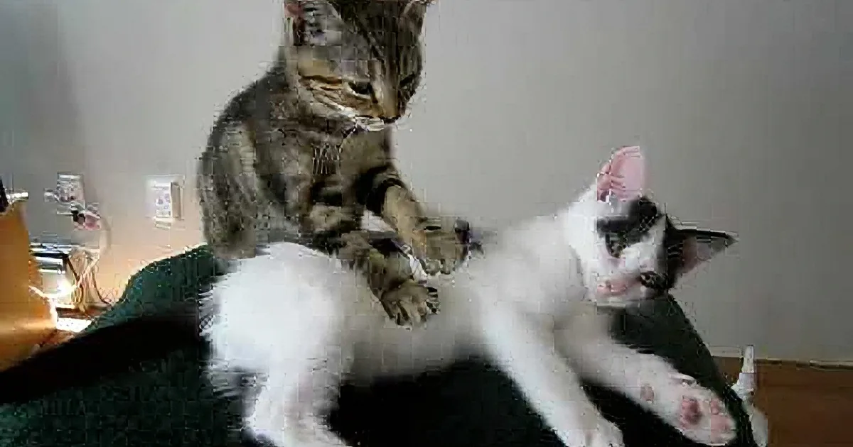 A tabby cat playfully interacts with a white cat on a green blanket, both appearing relaxed and engaged.