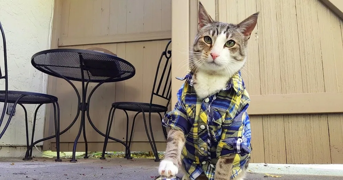 This Kitty Rings a Bell to Get a Special Treat. Now What What He Does When the Treats Run out! LOL