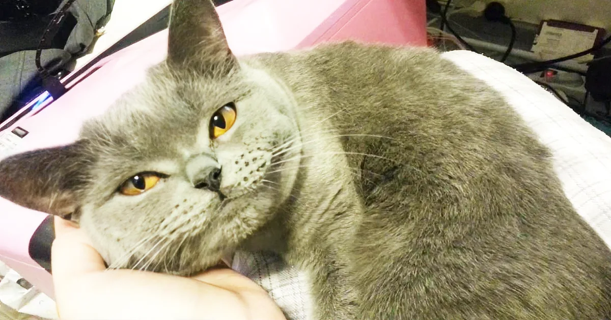 This Adorable Cuddle Cat Has a Lot to Talk About. and What a Sweet Voice!