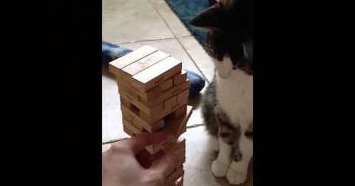 Jenga Cat Plays to Win!