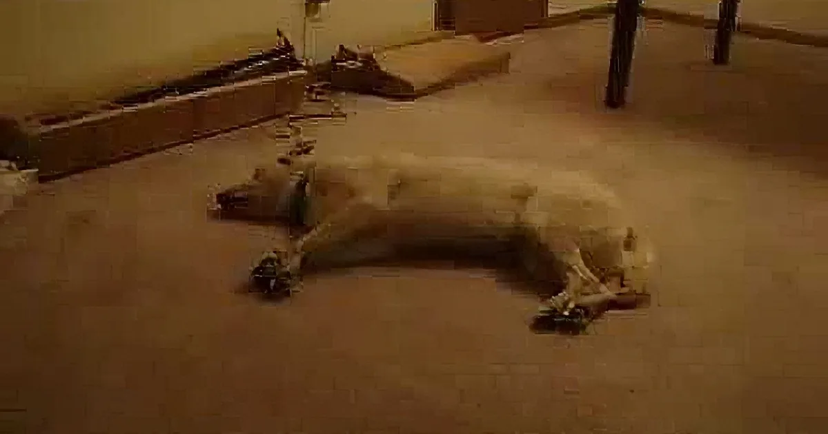 Some Dogs Dream While They Sleep. Others Sleep Walk!
