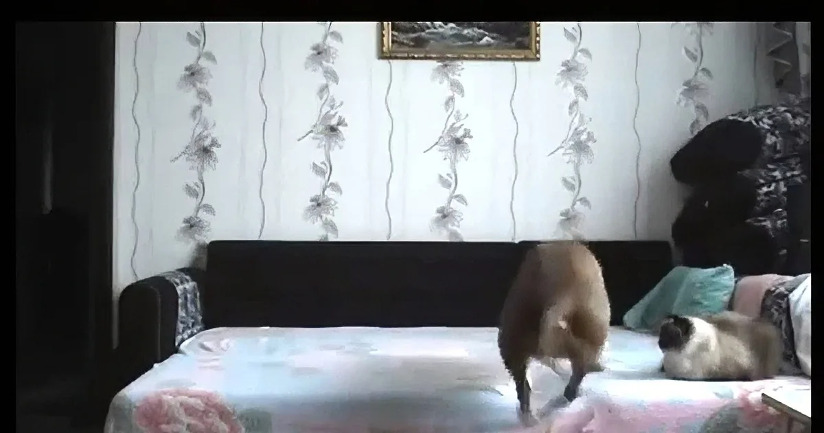 Watch What This Pup Does When His Mommy Isn''t Looking!! Naughty! but Too Cute!