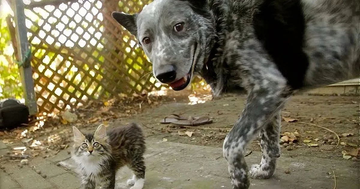Dog Befriends Disabled Kitten in the Cutest Video You Will Watch Today