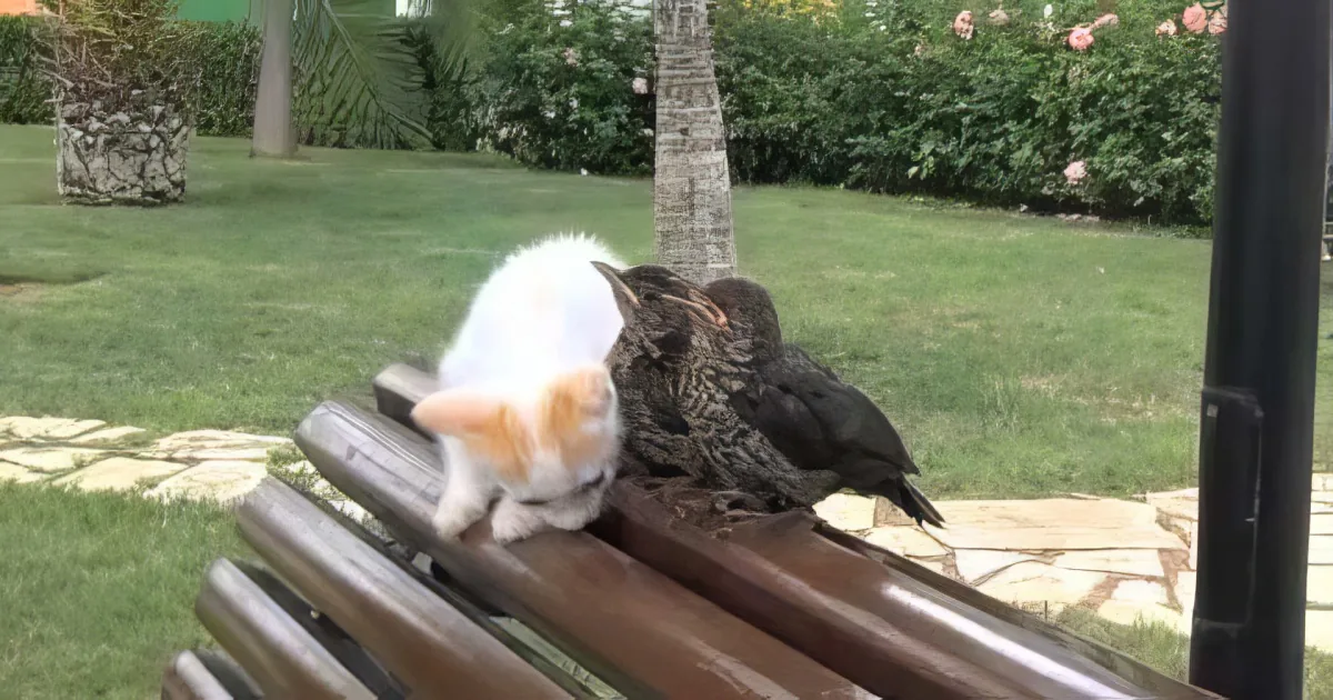 This Adorable Little Kitten Has Made Some Unlikely New Friends in the Garden!