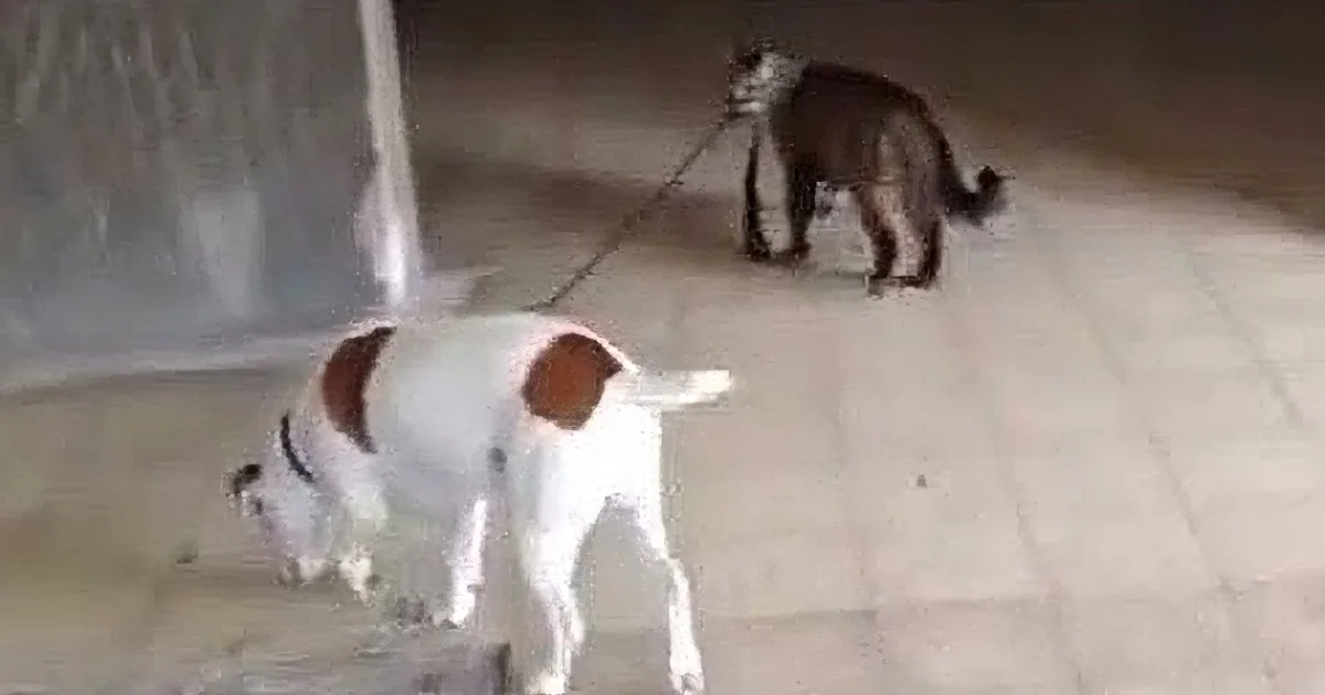 So Sweet! This Cat Talks His Doggie Best Friend for a Walk Every Day!