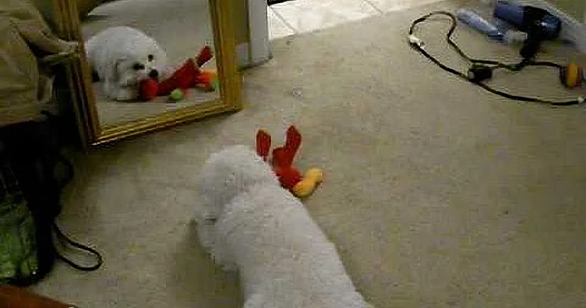 When This Little Puppy See''s His Own Reflection I Wasn''t Expecting to See Him React Like This! LOL!
