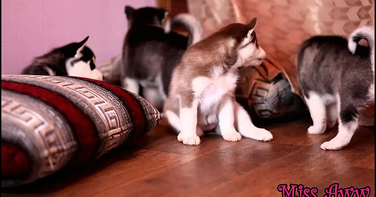 Four adorable husky puppies explore a cozy indoor setting with cushions and a wooden floor.