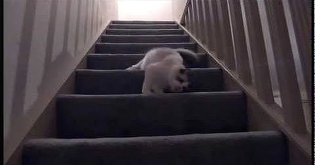 LOL! This Cute Little Kitten Has a Very Unique Way of Using the Stairs
