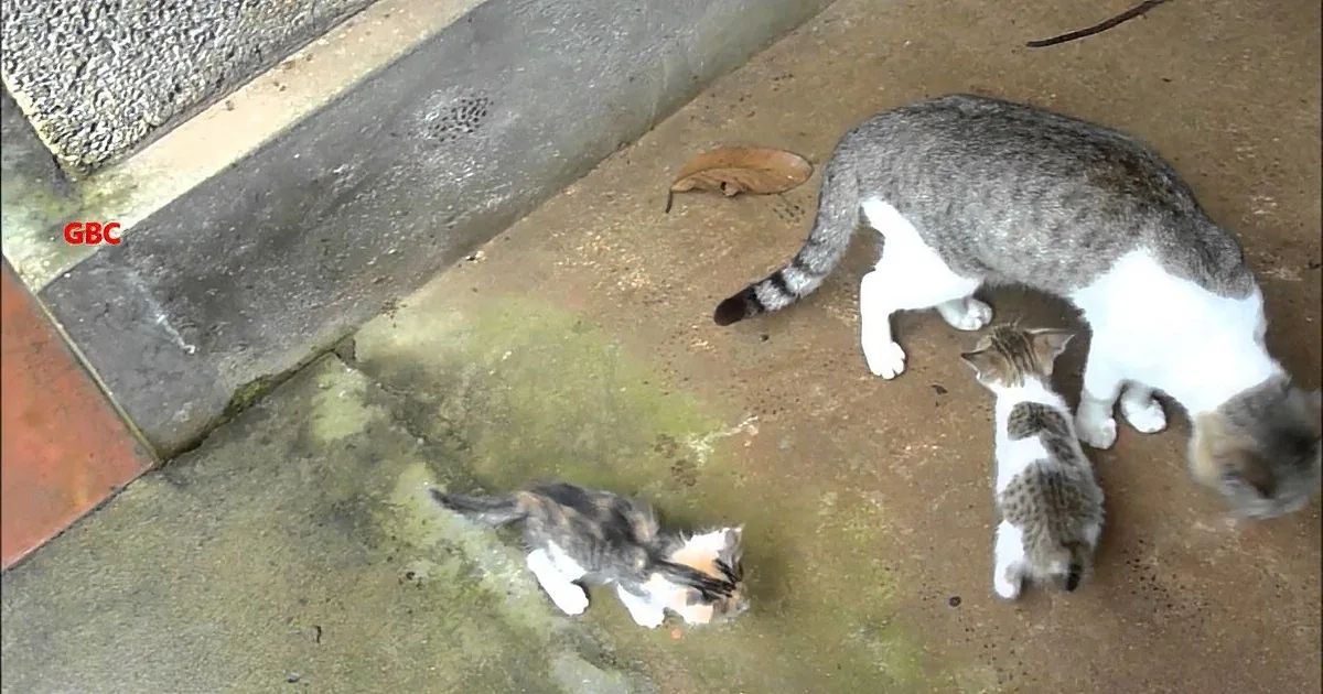 A cat and three kittens are on a concrete surface near a wall.