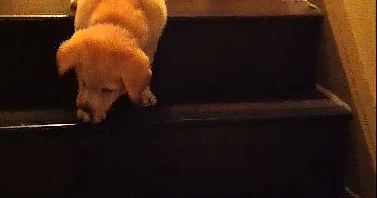 See Who Helps This Little Pup Climb the Stairs!