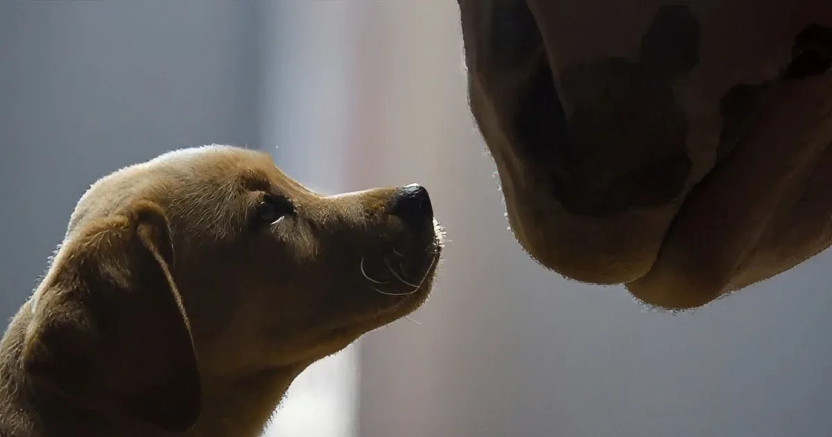 This Little Pup Gets Lost in the City. You Won''t Believe Who Saves Him