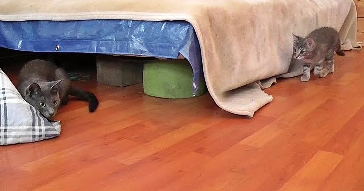 Kitten Attack! This Sneaky Kitty Is Practicing Her Skills on Mom! How Mom Reacts?? Priceless!