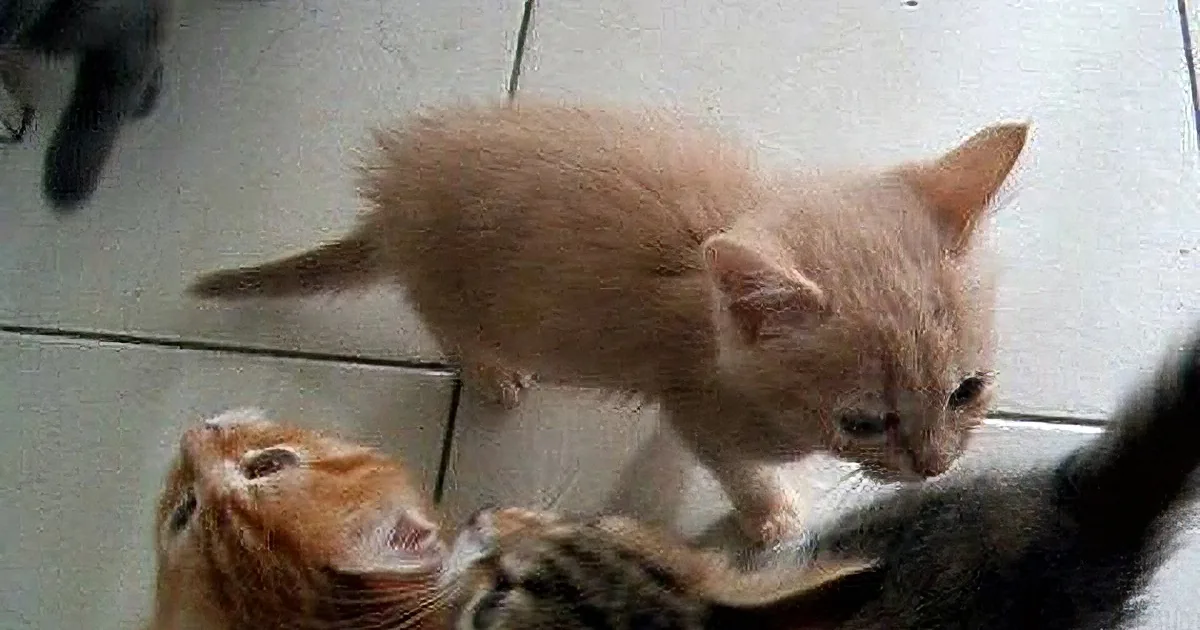 These 3 Little Kittens Want Their Dinner and They Want It Right Now!!