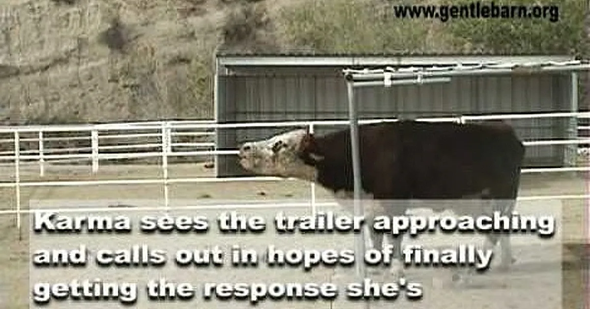 Rescued Cow Cried All Night for Her Calf, Thankfully These Guys Were There to Help