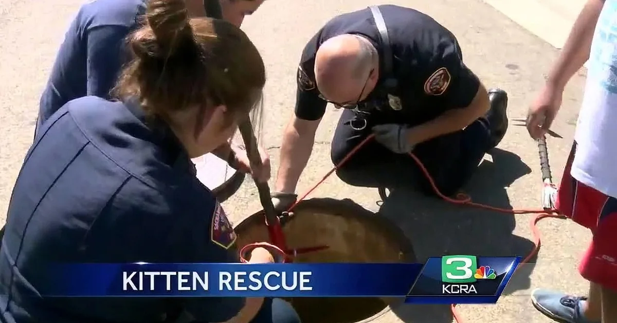 Rescue workers assist a kitten with a rope, likely for extraction, as part of a Kitten Rescue operation.