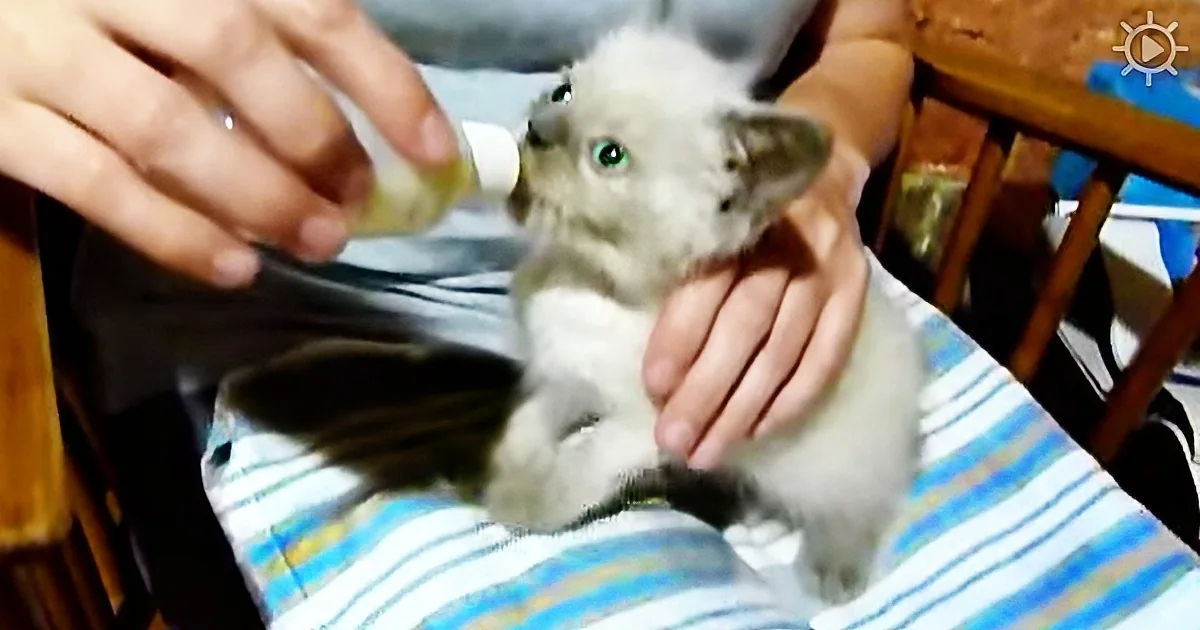 When This Kitten Wants Her Bottle, Her ''Meow'' Is Not What You Would Expect. Listen!